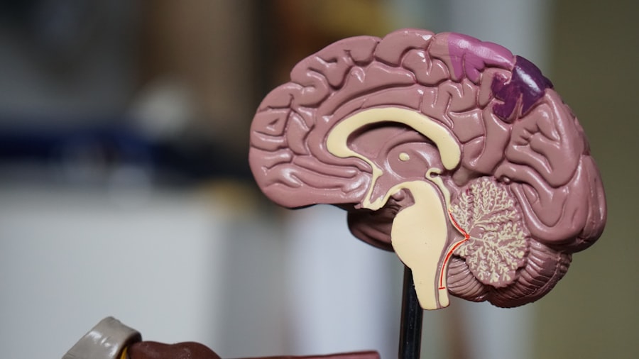 Daily Routine and Memory: Creating Habits that Protect the Brain